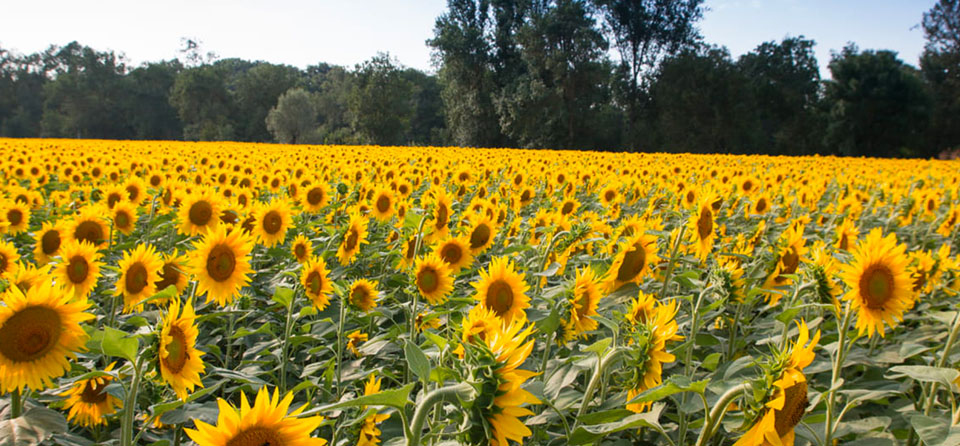 récolte petite surface tournesols